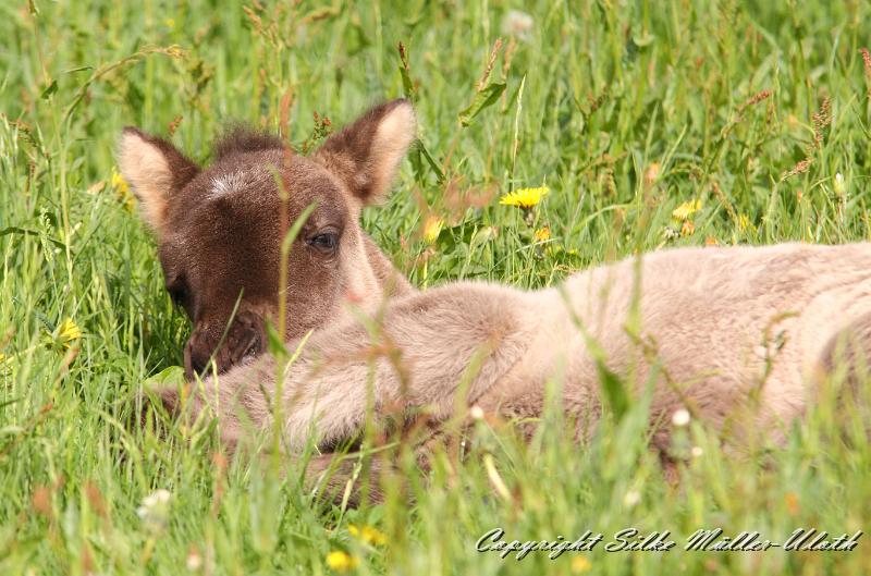 Farsael v.jpg - Farsael von Heidmoor